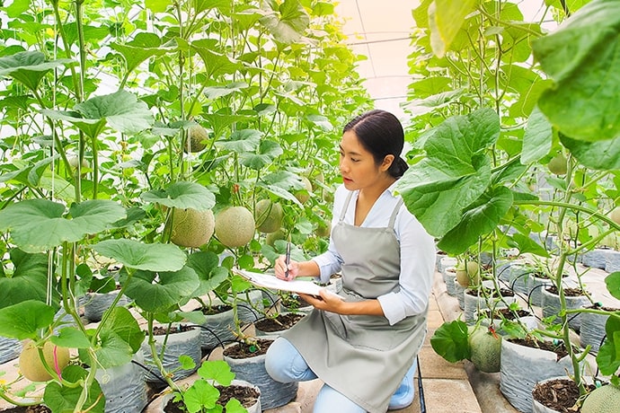 Famous Yubari Melon